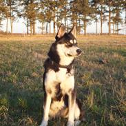 Blanding af racer Gaia (Blanding af siberian huskey, og samojede)