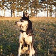Blanding af racer Gaia (Blanding af siberian huskey, og samojede)