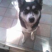 Blanding af racer Gaia (Blanding af siberian huskey, og samojede)