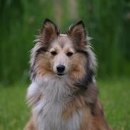 Shetland sheepdog Molly