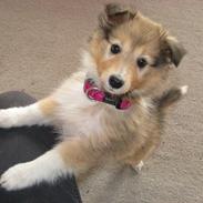 Shetland sheepdog Molly