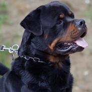 Rottweiler BASUKA 2 VOM HAUSE WENORRA