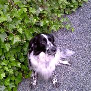 Blanding af racer Mille