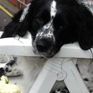 Blanding af racer Mille