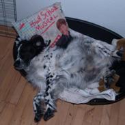 Blanding af racer Mille