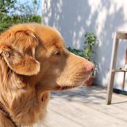 Nova scotia duck tolling retriever Simba