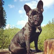 Fransk bulldog Albert