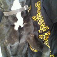 Fransk bulldog Albert