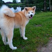 Akita inu K' Kaiser Go Akogareno