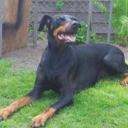 Dobermann DEBBI