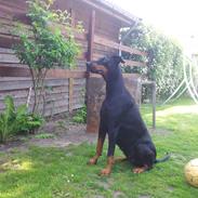 Dobermann DEBBI