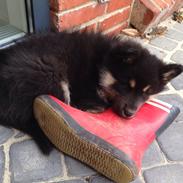 Finsk lapphund Tinka 