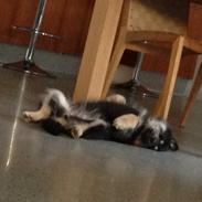 Finsk lapphund Tinka 