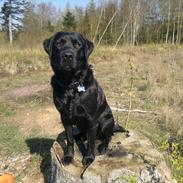 Labrador retriever Gorm