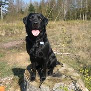 Labrador retriever Gorm