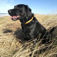 Labrador retriever Gorm