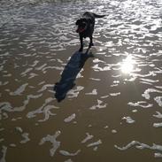 Labrador retriever Gorm