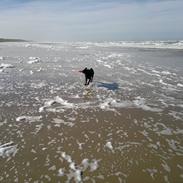 Labrador retriever Gorm