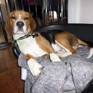 Beagle Jako