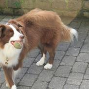 Border collie George