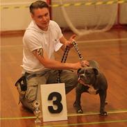 Olde english bulldogge GroovyBulls Marylin Monroe (Amiee)