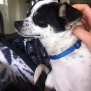 Chihuahua Sputnik