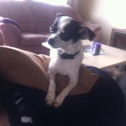 Chihuahua Sputnik