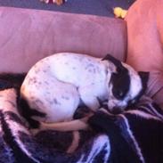 Chihuahua Sputnik