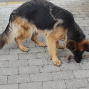 Schæferhund Ida