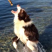 Border collie George