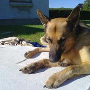 Schæferhund Kento...R.I.P.