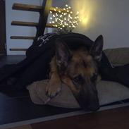 Schæferhund Kento...R.I.P.