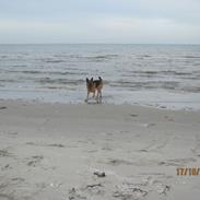 Schæferhund Kento...R.I.P.