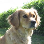 Blanding af racer Lady