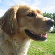 Blanding af racer Lady