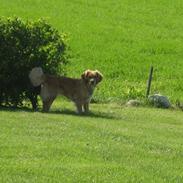 Blanding af racer Lady