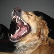 Blanding af racer Lady