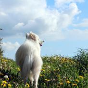 Samojedhund Aslan