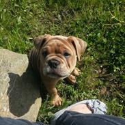 Olde english bulldogge Carla