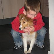 Shetland sheepdog Cindy