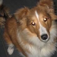 Shetland sheepdog Cindy