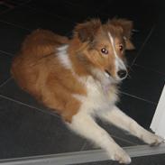 Shetland sheepdog Cindy