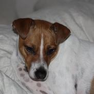 Dansk svensk gaardhund Erling