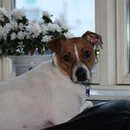 Dansk svensk gaardhund Erling