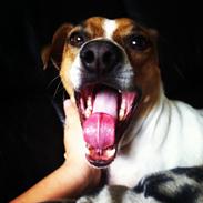 Dansk svensk gaardhund Erling