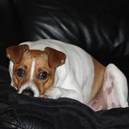 Dansk svensk gaardhund Erling