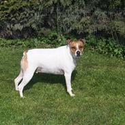 Dansk svensk gaardhund Erling