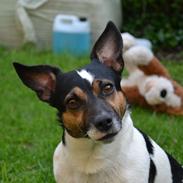 Jack russell terrier Ollie