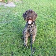 Ruhåret hønsehund Daisy