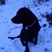 Labrador retriever Fümeé